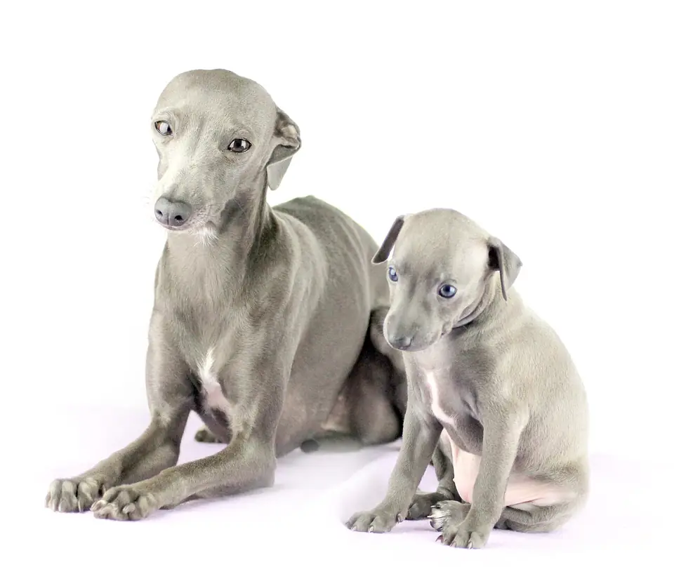 Adult Italian Greyhound standing in profile on a light floor.