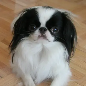 Adult Japanese Chin standing on a red surface.