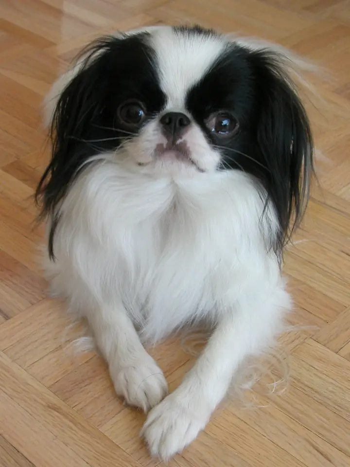 Adult Japanese Chin standing on a red surface.