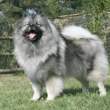Adult Keeshond standing in grass.