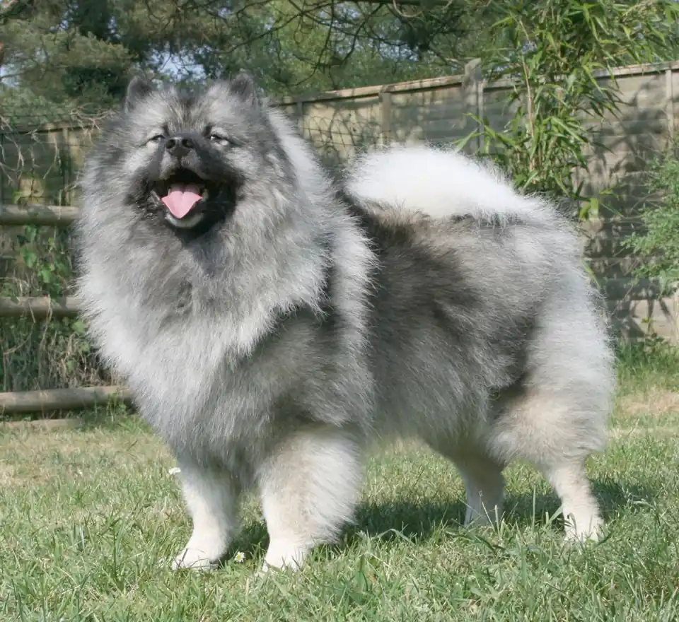 Adult Keeshond standing in grass.