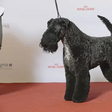 Adult Kerry Blue Terrier standing on a wood floor.