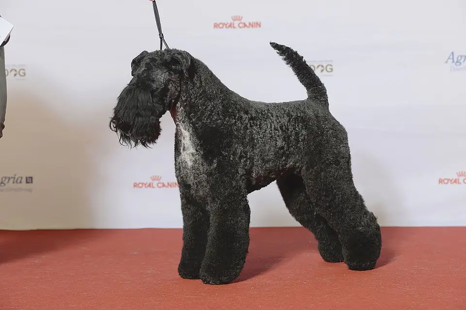 Adult Kerry Blue Terrier standing on a wood floor.