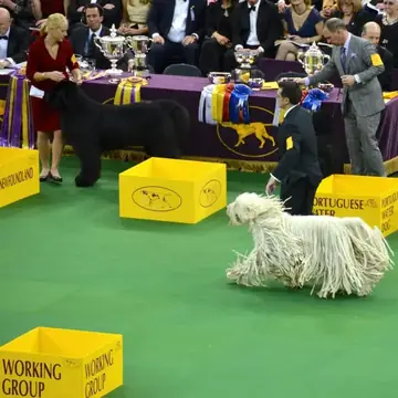 Adult Komondor standing in grass.