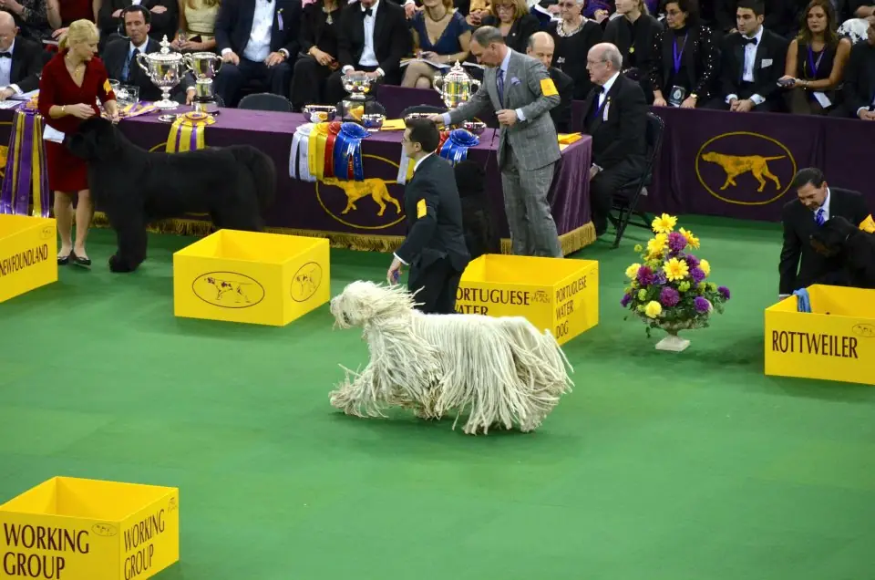 Adult Komondor standing in grass.