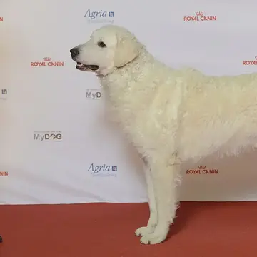 Adult Kuvasz standing on grass.