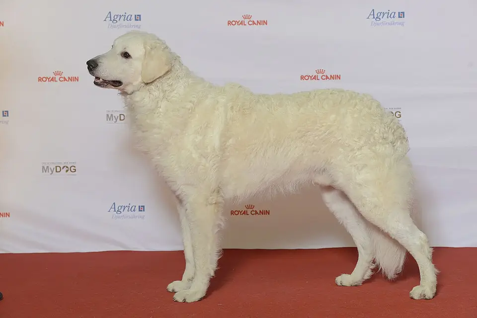Adult Kuvasz standing on grass.