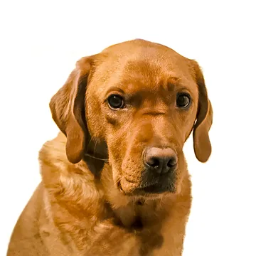 Adult Labrador Retriever in a close-up against a white background.