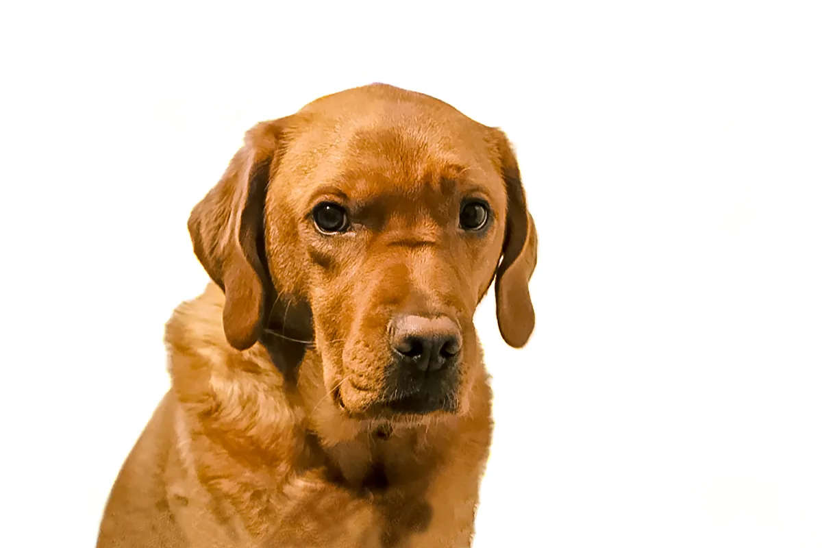 Adult Labrador Retriever in a close-up against a white background.