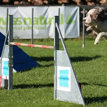 Adult Lagotto Romagnolo standing in grass.
