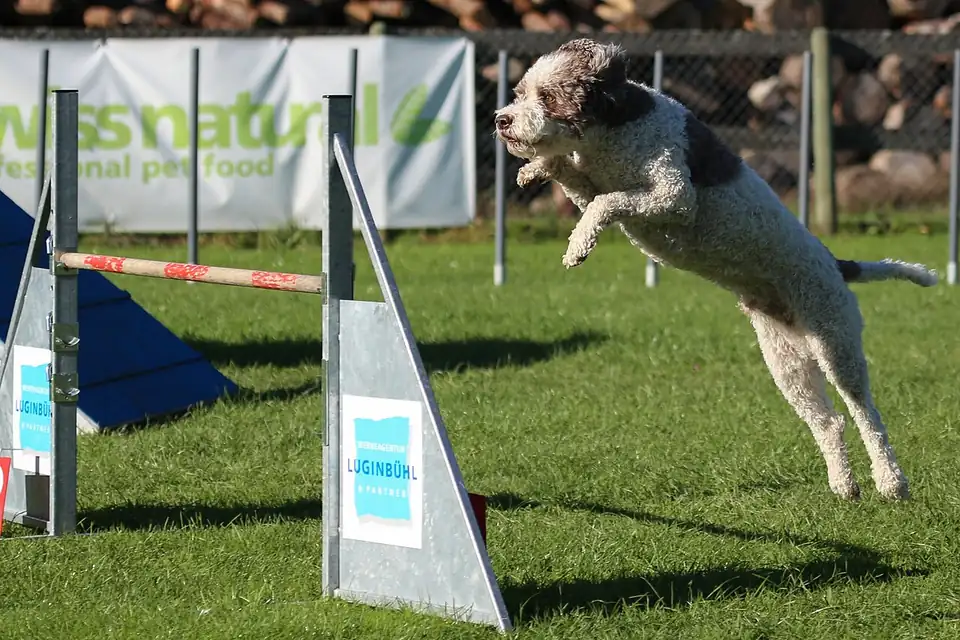 Adult Lagotto Romagnolo standing in grass.