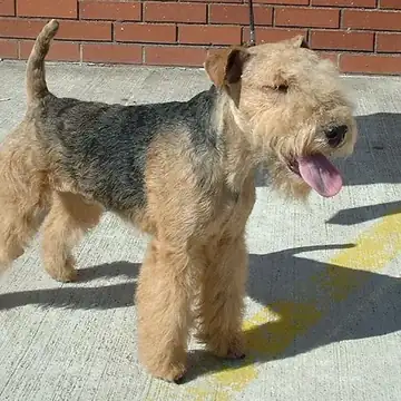 Adult Lakeland Terrier standing on a wood floor.