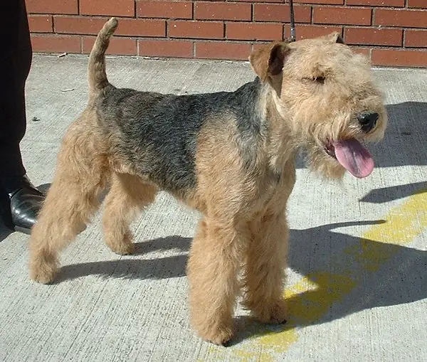Adult Lakeland Terrier standing on a wood floor.