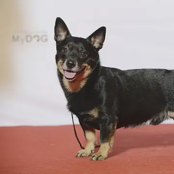 Adult Lancashire Heeler standing on a paved path.
