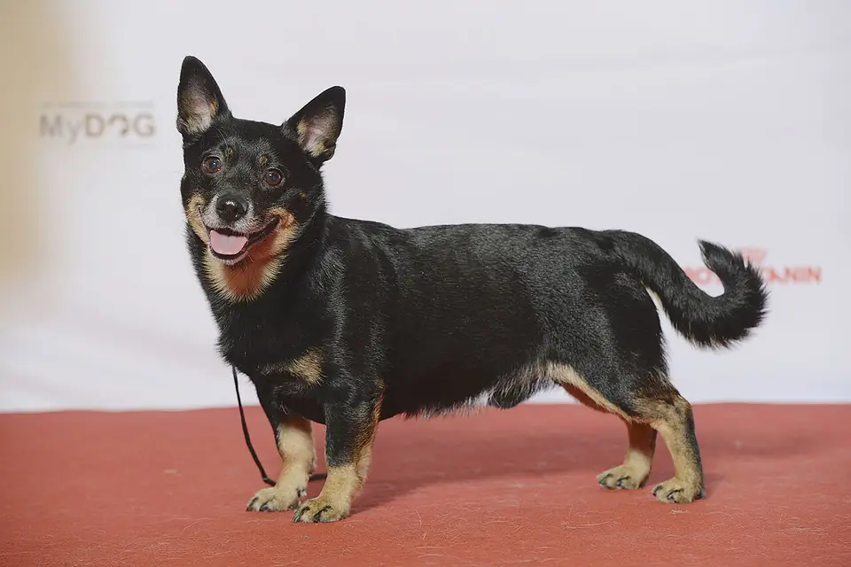 Adult Lancashire Heeler standing on a paved path.