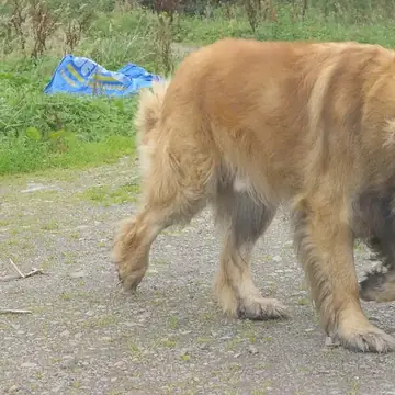 Adult Leonberger standing on grass.