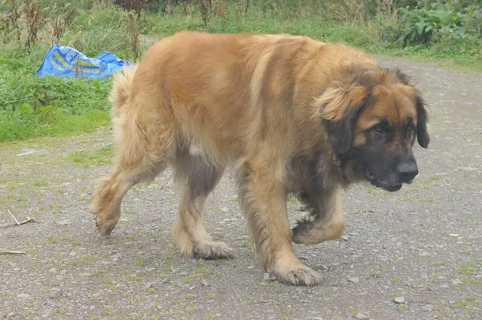 Adult Leonberger standing on grass.