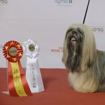 Adult Lhasa Apso sitting on a light floor.