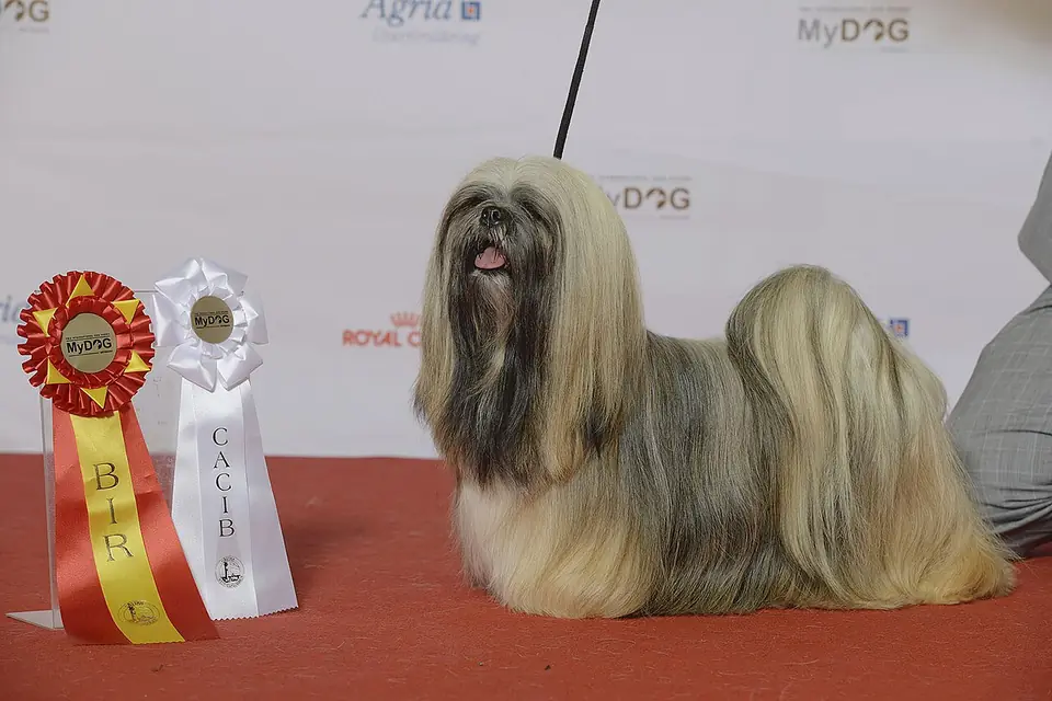 Adult Lhasa Apso sitting on a light floor.