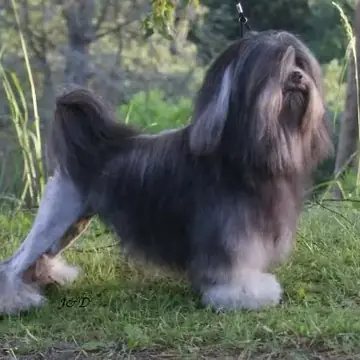 Adult Löwchen standing on a wood floor.