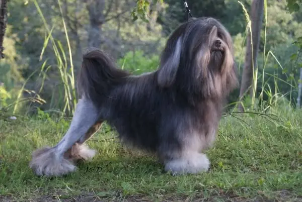 Adult Löwchen standing on a wood floor.