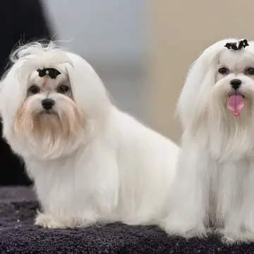 Adult Maltese standing on a wood floor.
