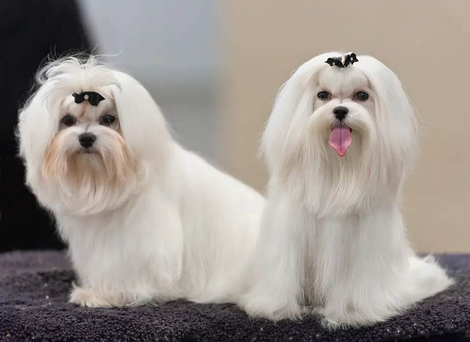 Adult Maltese standing on a wood floor.