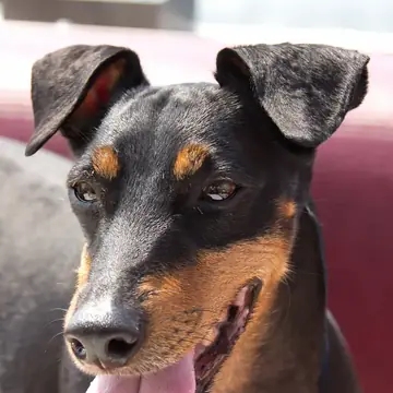 Adult Manchester Terrier (Standard) standing in profile on a light floor.