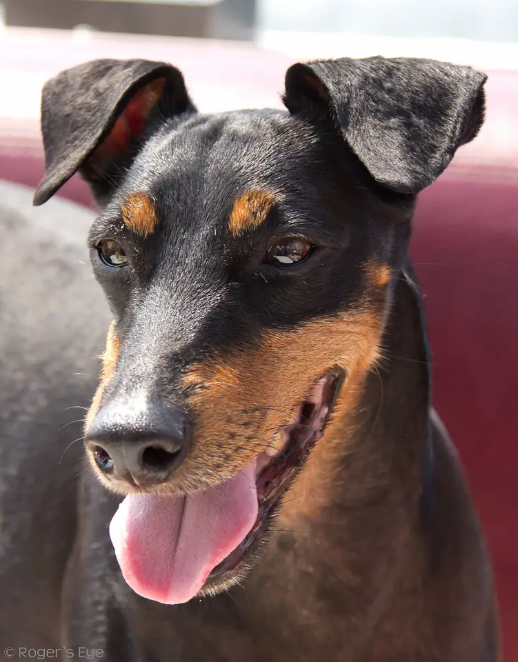 Adult Manchester Terrier (Standard) standing in profile on a light floor.