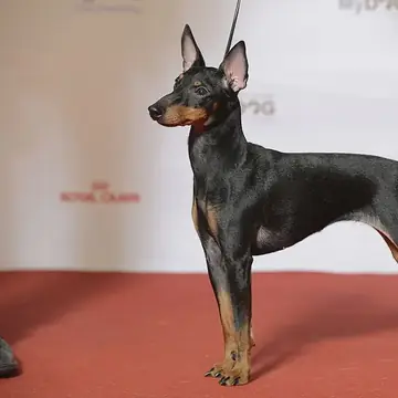 Adult Manchester Terrier (Toy) standing in profile on a light floor.