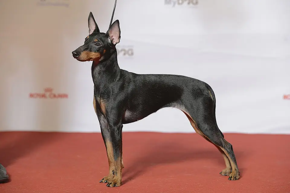 Adult Manchester Terrier (Toy) standing in profile on a light floor.