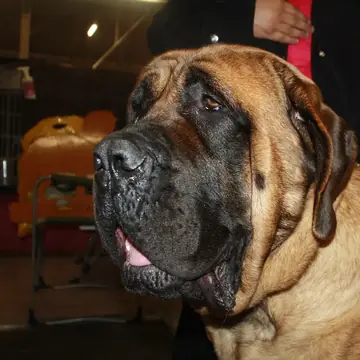 Adult Mastiff in a close-up outdoors.
