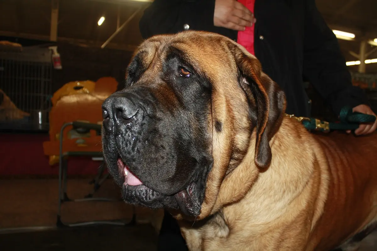 Adult Mastiff in a close-up outdoors.