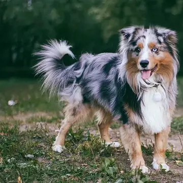 Adult Miniature American Shepherd standing in grass.