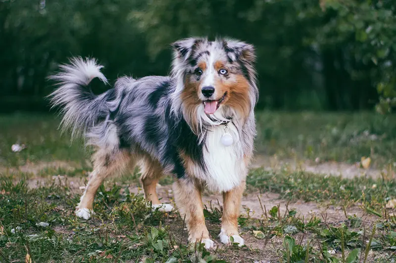 Adult Miniature American Shepherd standing in grass.