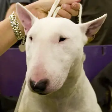 Adult Miniature Bull Terrier standing on a light floor.