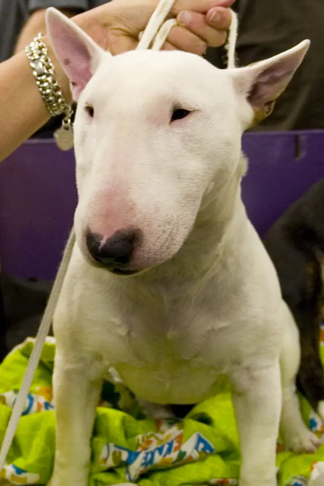 Adult Miniature Bull Terrier standing on a light floor.