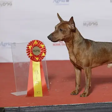 Adult Miniature Pinscher standing on a light floor.