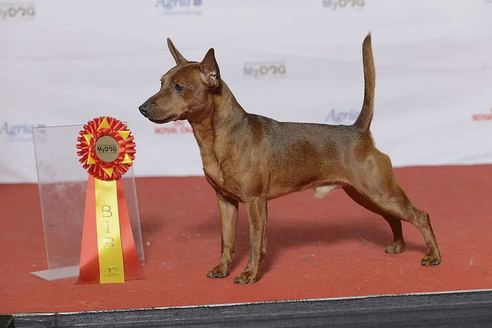 Adult Miniature Pinscher standing on a light floor.
