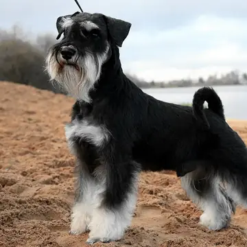 Adult Miniature Schnauzer standing on a wood floor.