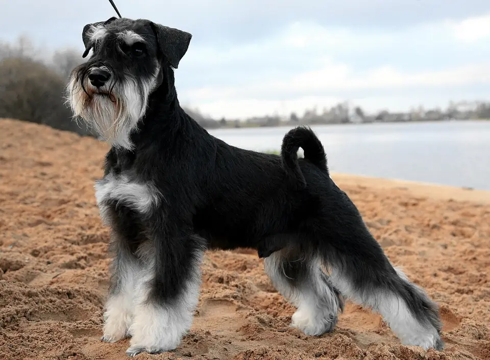 Adult Miniature Schnauzer standing on a wood floor.