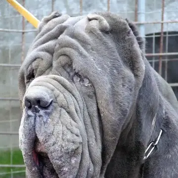 Adult Neapolitan Mastiff in a close-up outdoors.