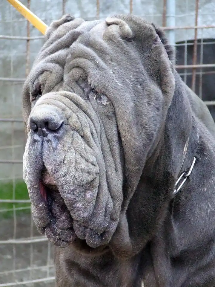 Adult Neapolitan Mastiff in a close-up outdoors.
