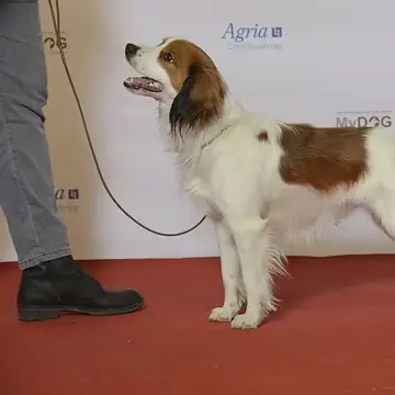 Adult Nederlandse Kooikerhondje standing in grass.