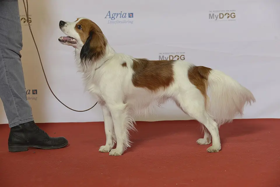 Adult Nederlandse Kooikerhondje standing in grass.