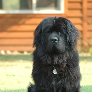 Adult Newfoundland standing in grass.