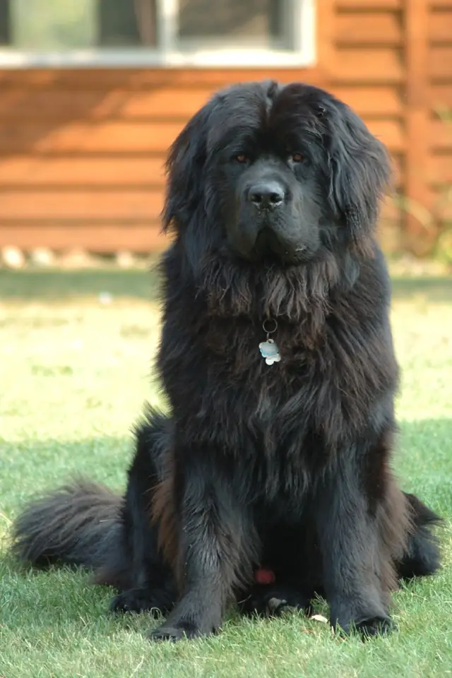 Adult Newfoundland standing in grass.
