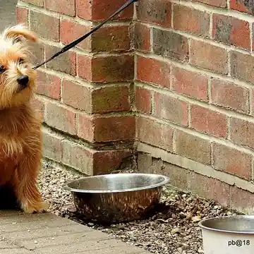 Adult Norfolk Terrier standing on a wood floor.