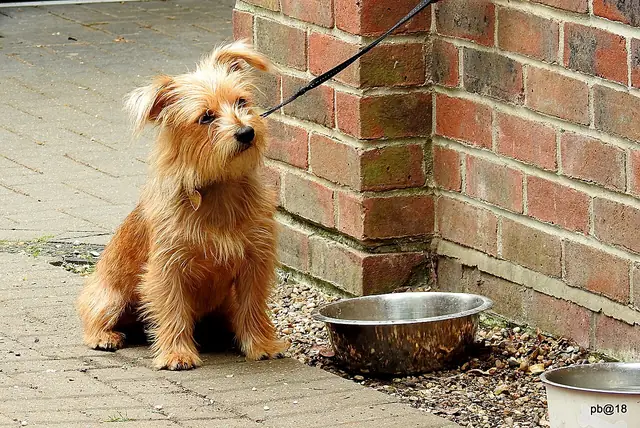 Adult Norfolk Terrier standing on a wood floor.