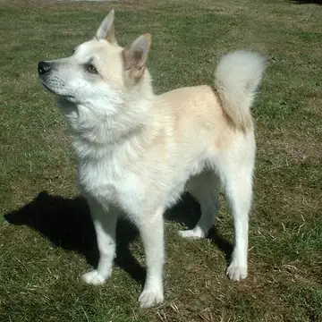 Adult Norwegian Buhund standing on grass.